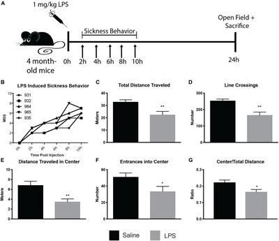 Microglial Ultrastructure in the Hippocampus of a Lipopolysaccharide-Induced Sickness Mouse Model